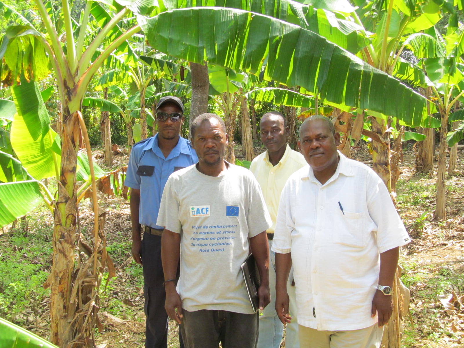 Group of men standing in banana groves