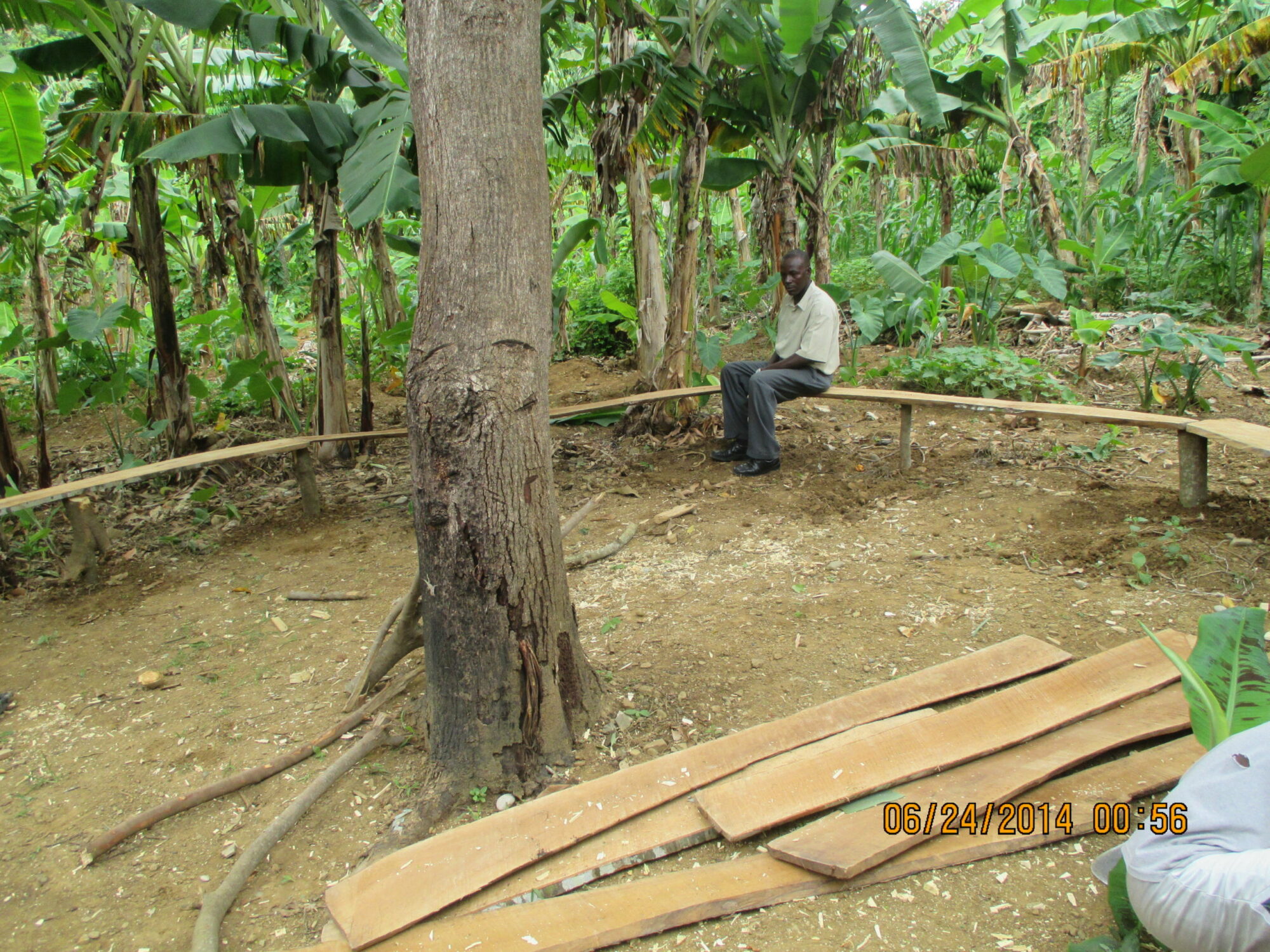 Man sits in front of grove of banana trees